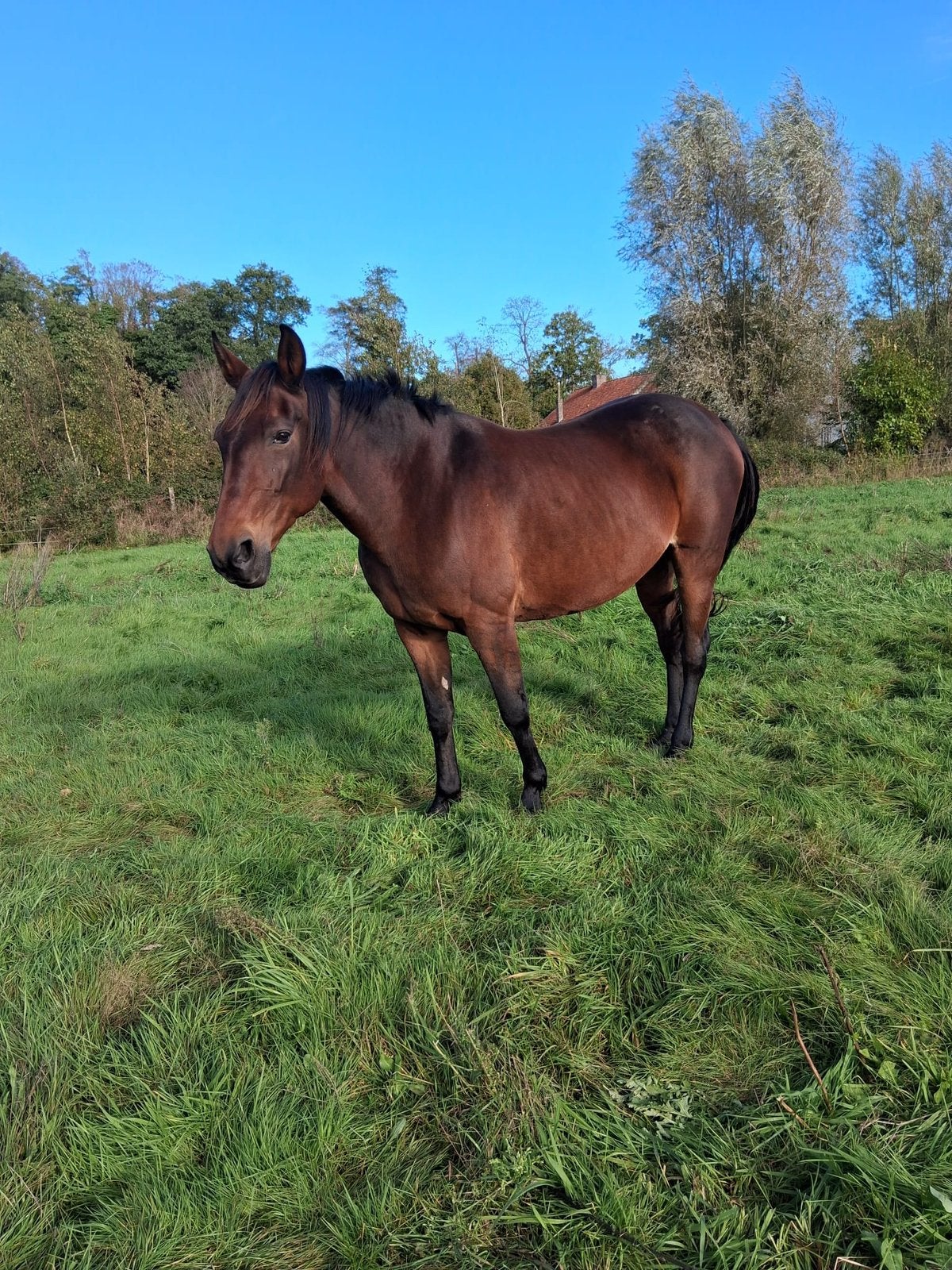 Recreatie merrie, Dieren en Toebehoren, Zadelmak, 11 jaar of ouder, Merrie, Gechipt