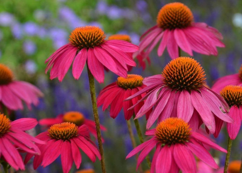 Echinacea Bravado, Ophalen