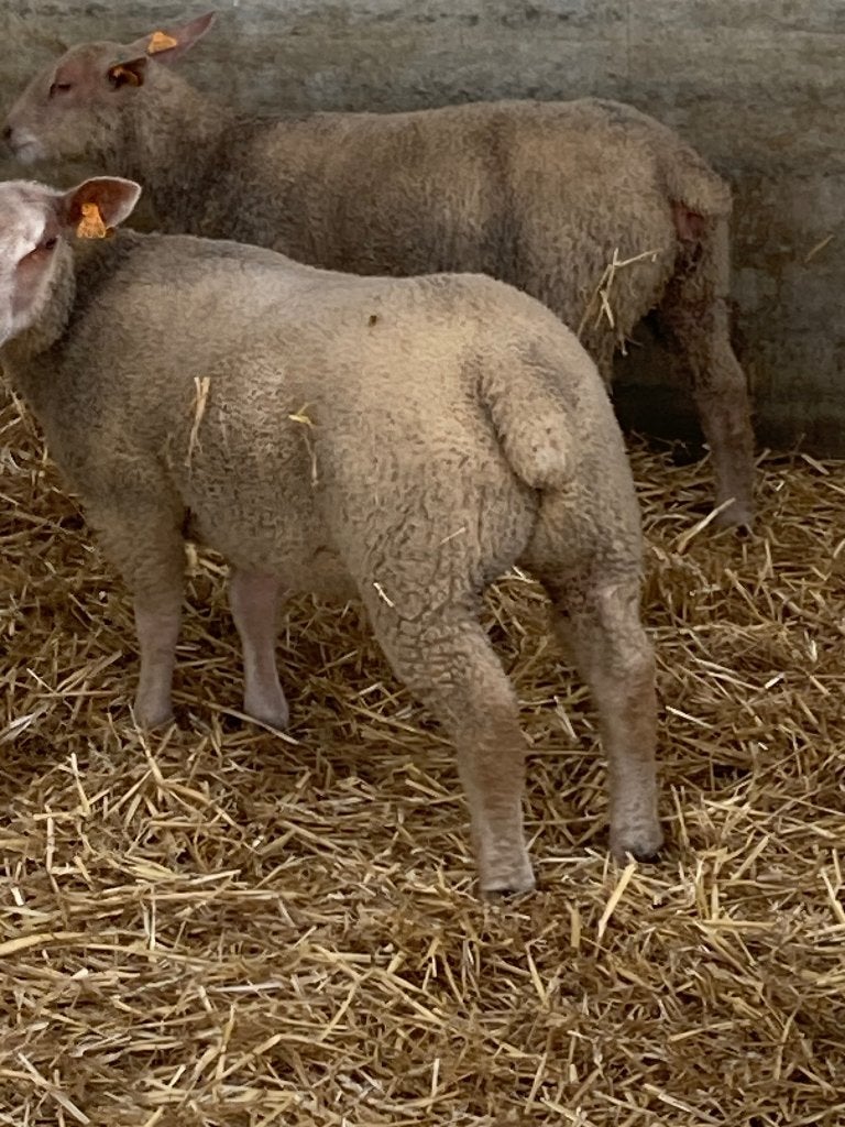 Charollais lammeren, Dieren en Toebehoren, Schapen, Geiten en Varkens, Meerdere dieren, Schaap