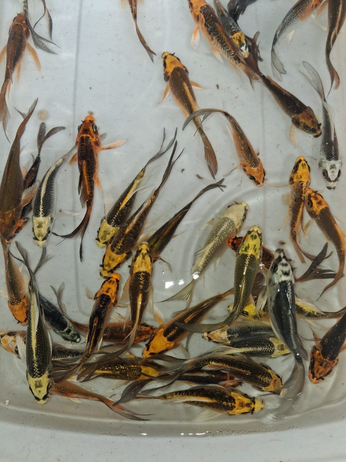 Vlinder koi s 8 10 cm, Ophalen