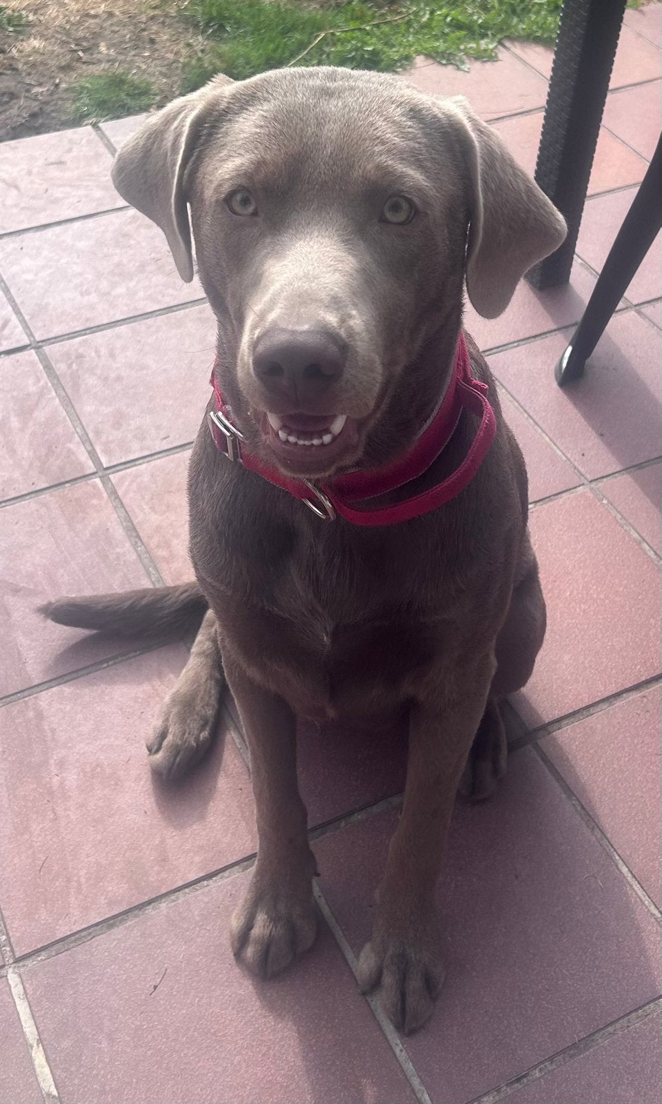 Zilver Labrador, België, Particulier, 15 weken tot 1 jaar, Reu