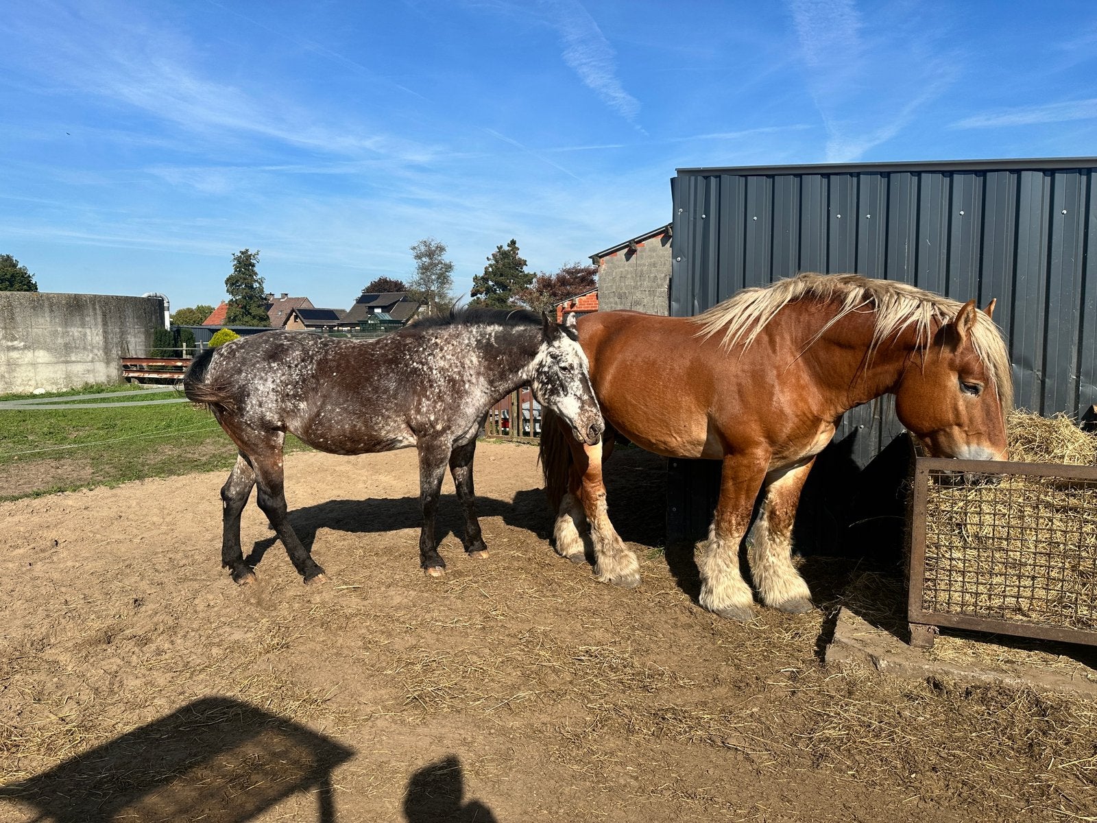 Belgisch trekpaard hengst, Appalousa merrie., Animaux & Accessoires, Avec pedigree, Débourré, Cheval d'attelage, Étalon