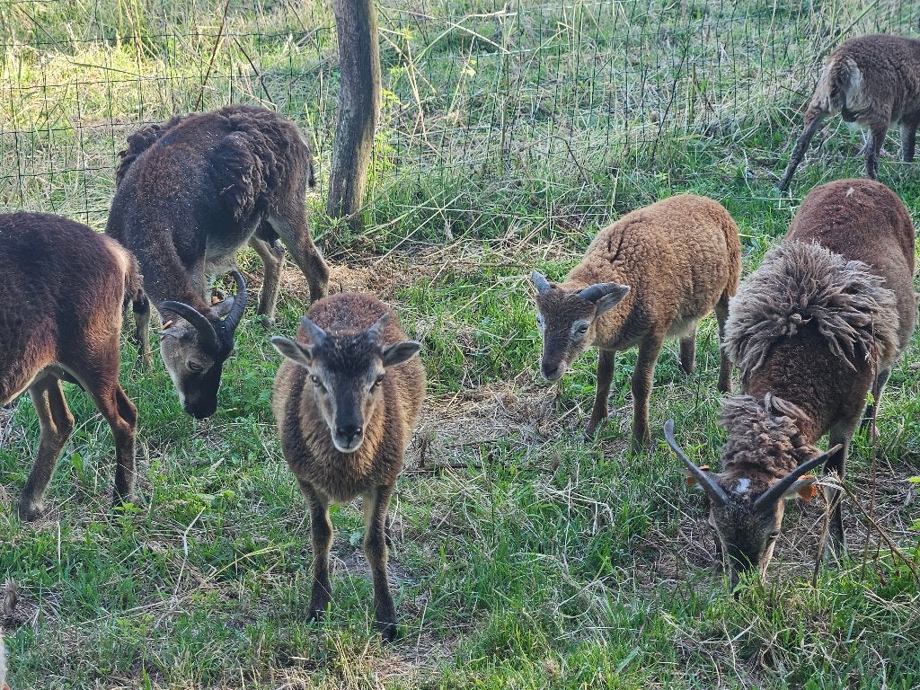 Soay lammeren blond, halfblond, bruin, wildkleur, Plusieurs animaux, Mouton, 0 à 2 ans