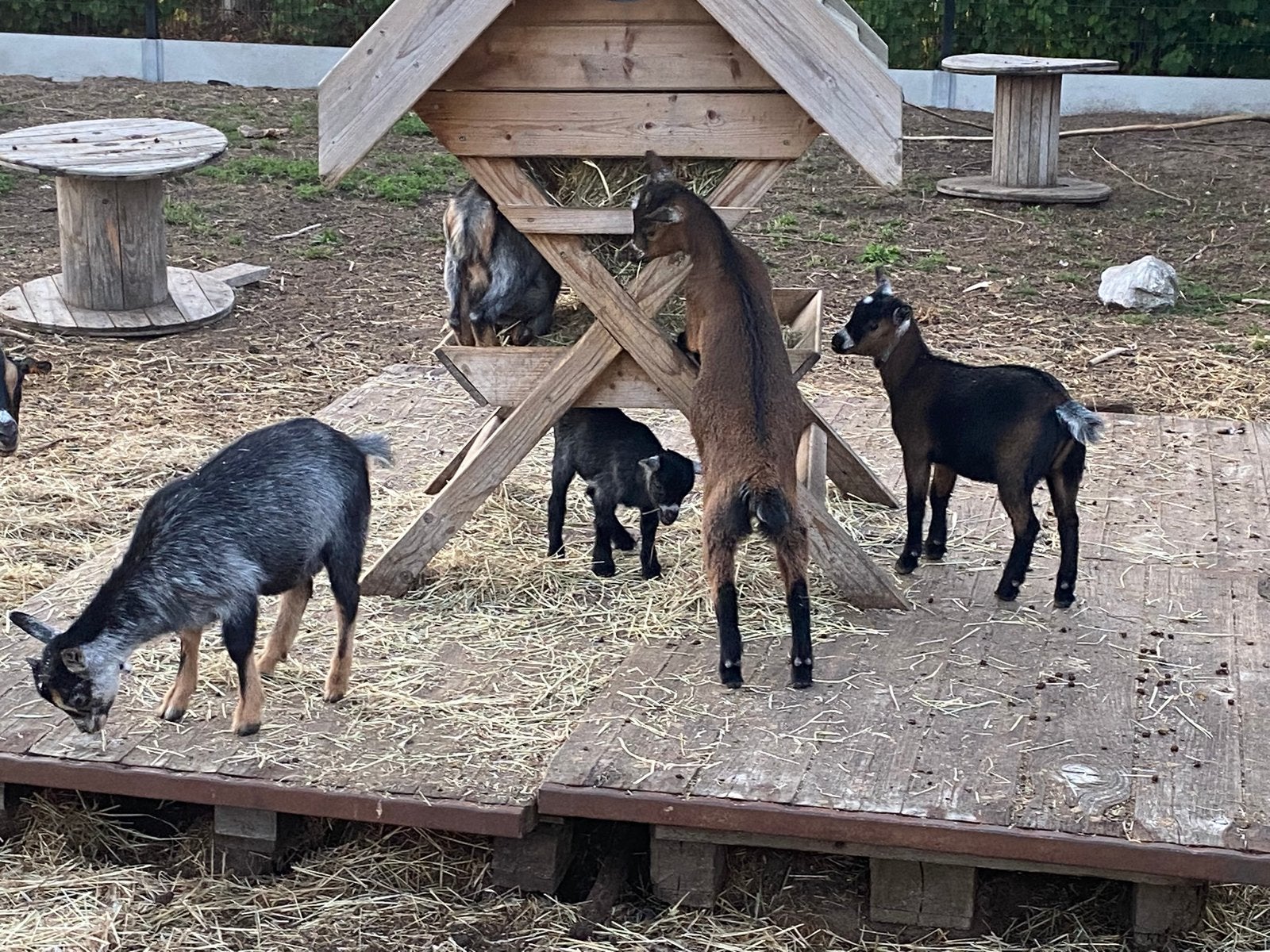 Jonge dwerggeitjes te koop, Chèvre, 0 à 2 ans