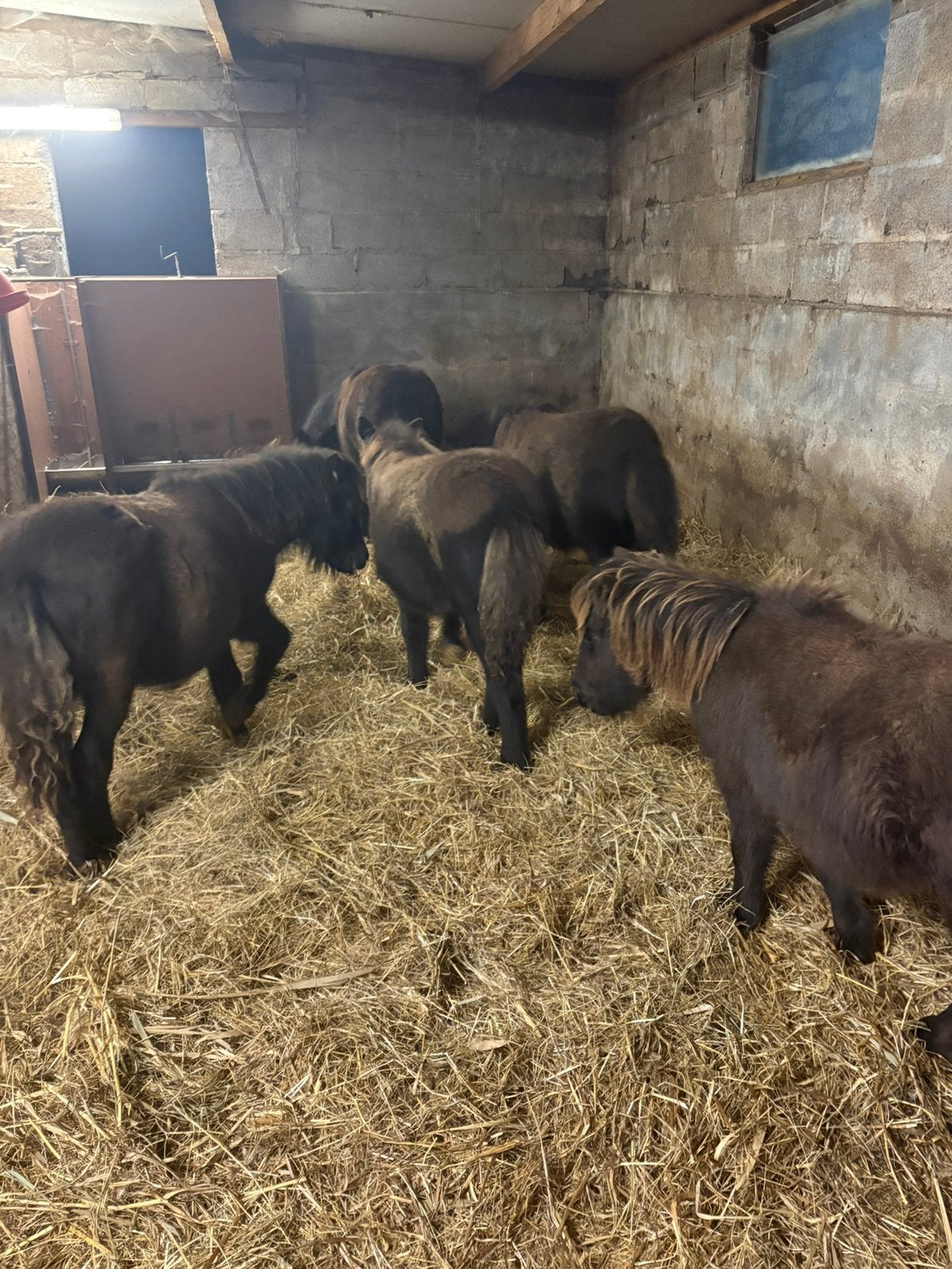 Pony’s 6 maand, Dieren en Toebehoren