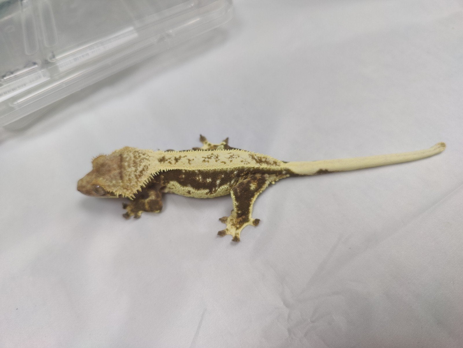 wimpergekko proven quad female