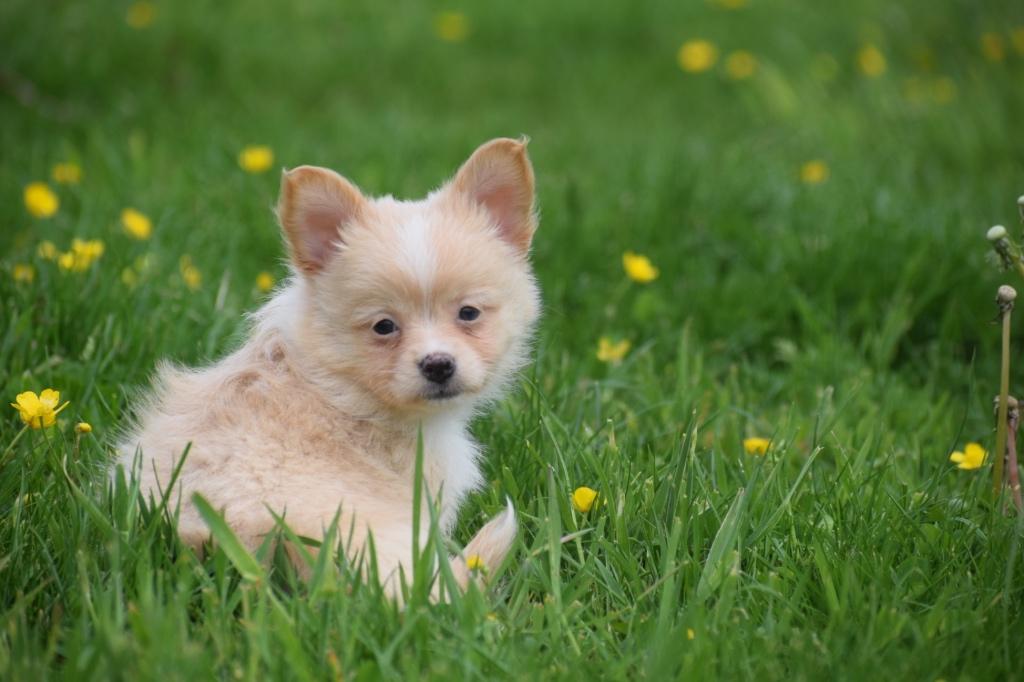 Pomchi pups = mix chihahua pomeriaan, Dieren en Toebehoren, Honden | Niet-rashonden, Klein, Meerdere dieren, Fokker | Professioneel