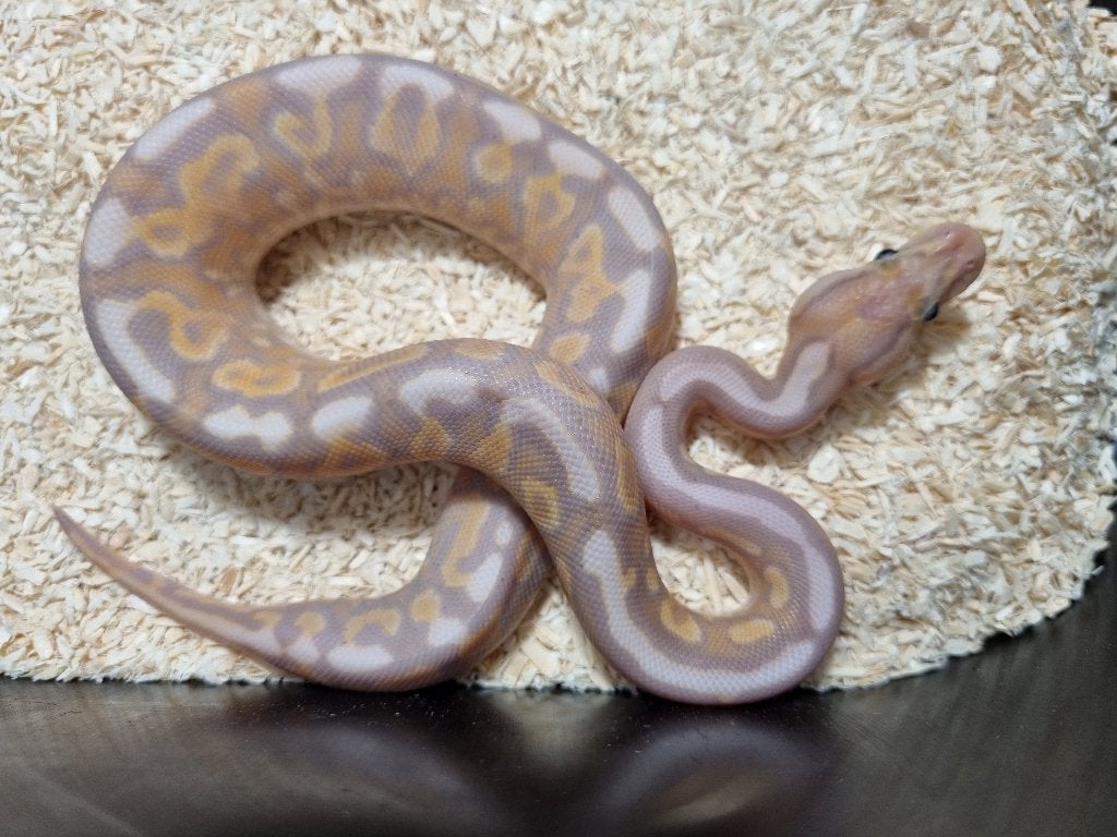 1.0 banana cinnamon od gravel (spotnose) het clown