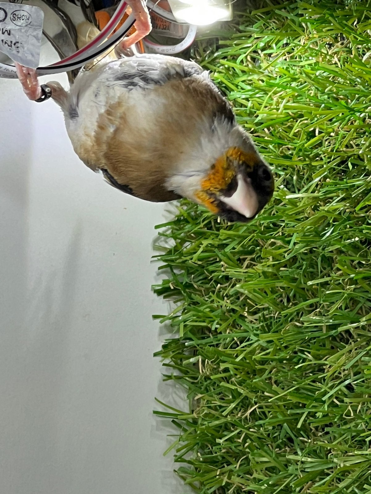 Parva, Animaux & Accessoires, Oiseaux | Accessoires, Enlèvement