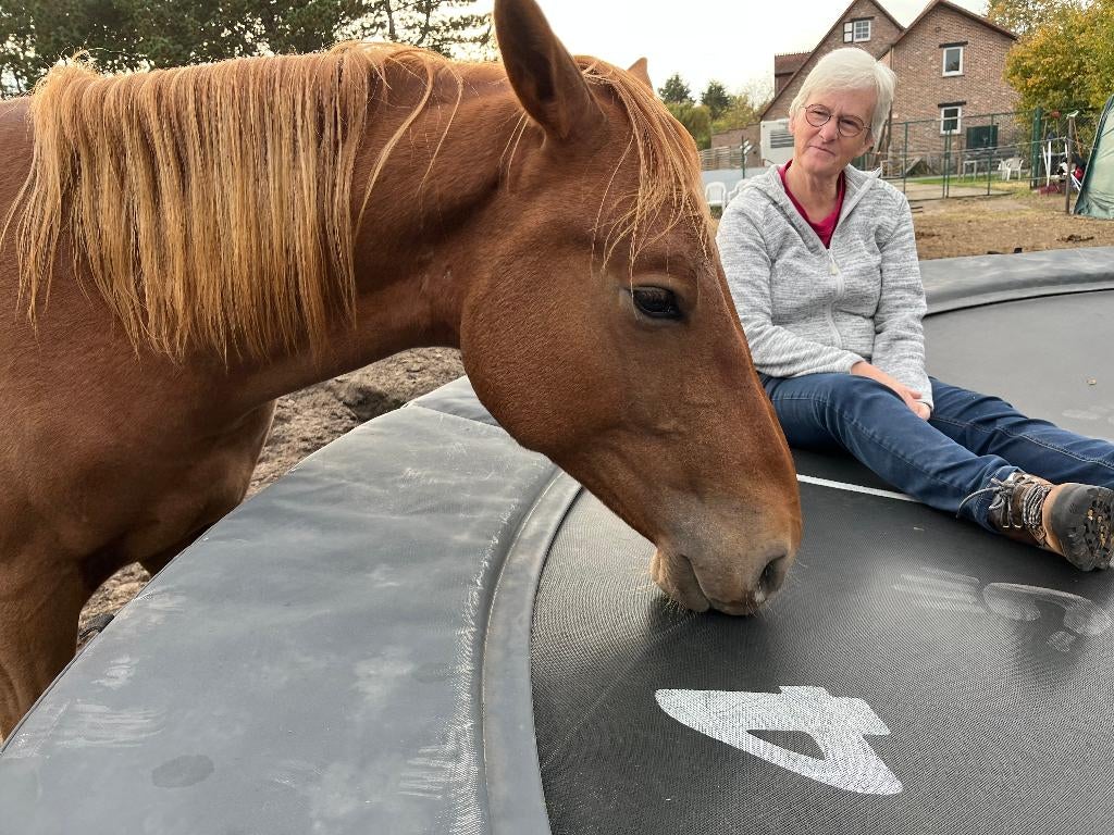 hengst, Dieren en Toebehoren, Minder dan 160 cm, 0 tot 2 jaar, Hengst, Onbeleerd