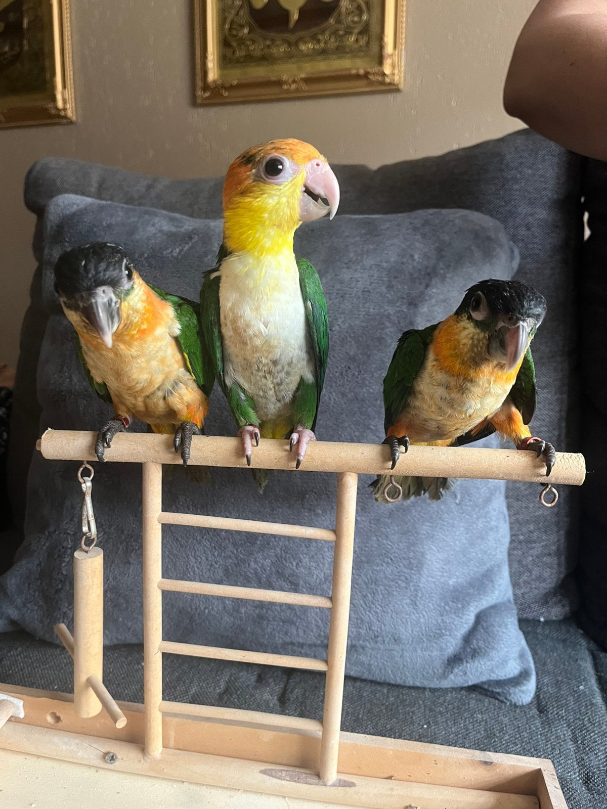 Handtamme caiques, Meerdere dieren, Papegaai, Pratend