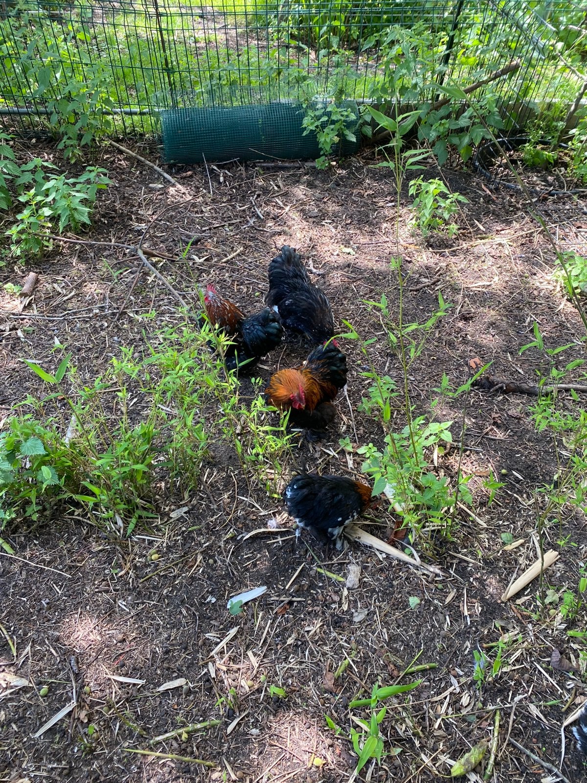 Cochinkriel hanen, Dieren en Toebehoren, Pluimvee