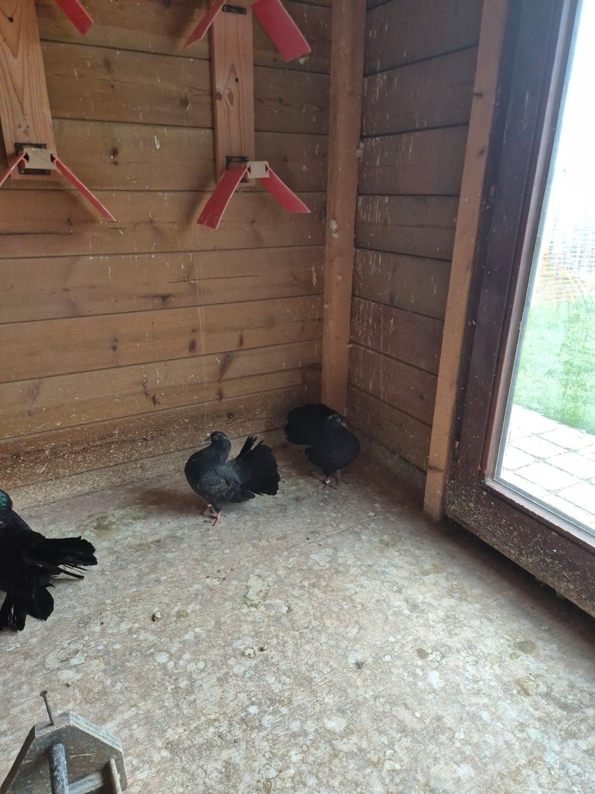 A vendre : belles jeunes queues de paon noir (4 pièces), 10, Animaux & Accessoires