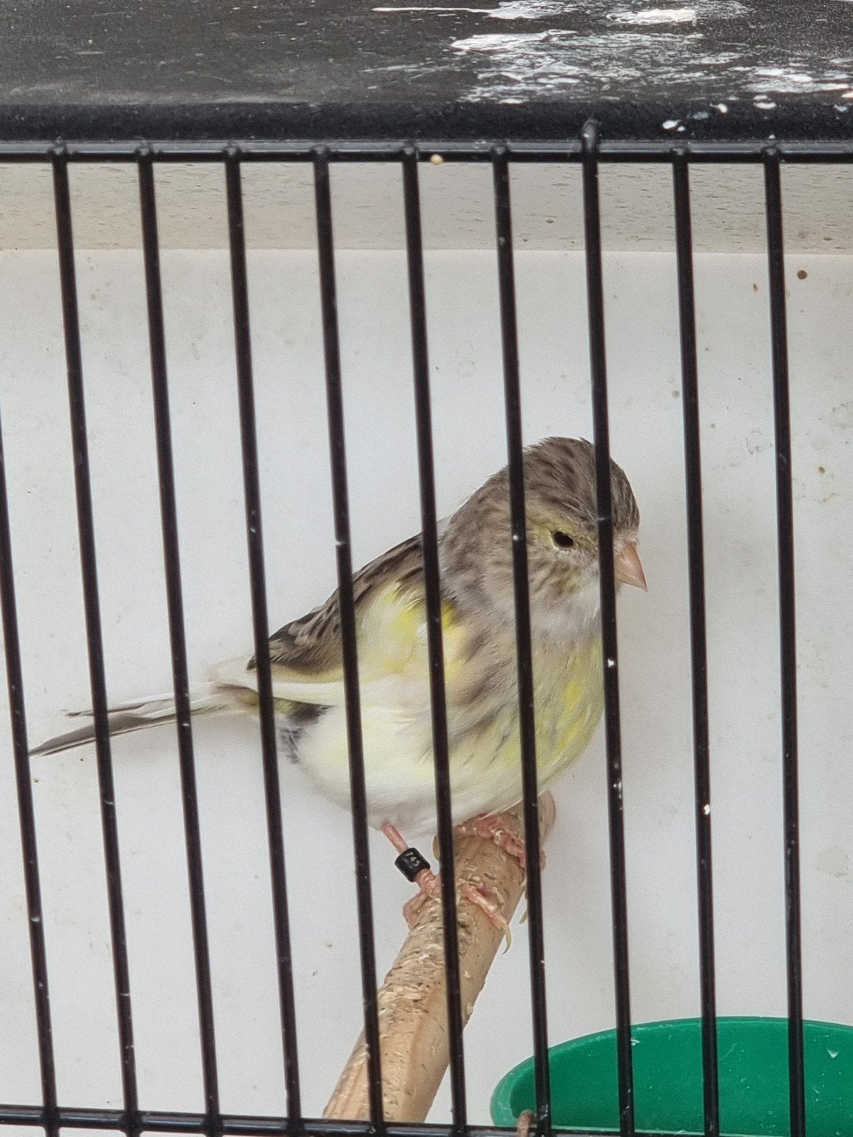 Kanarie pop bont., Dieren en Toebehoren, Vrouwelijk