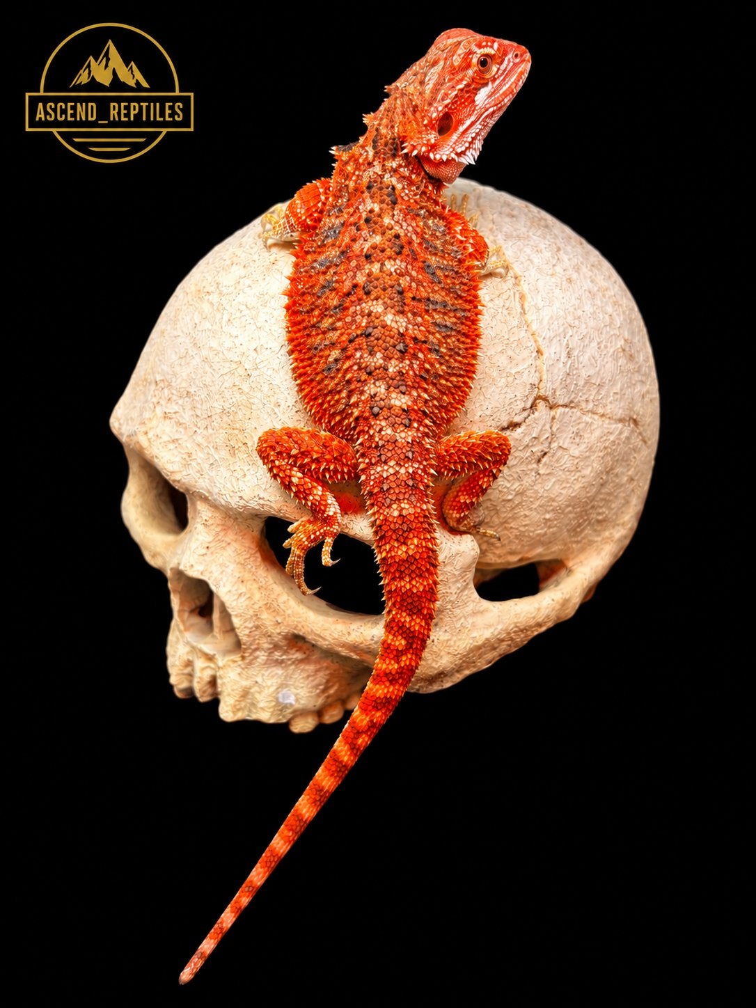 Prachtige Fire Red Tiger Het Trans Het Hypo vrouw, Dieren en Toebehoren, Tam