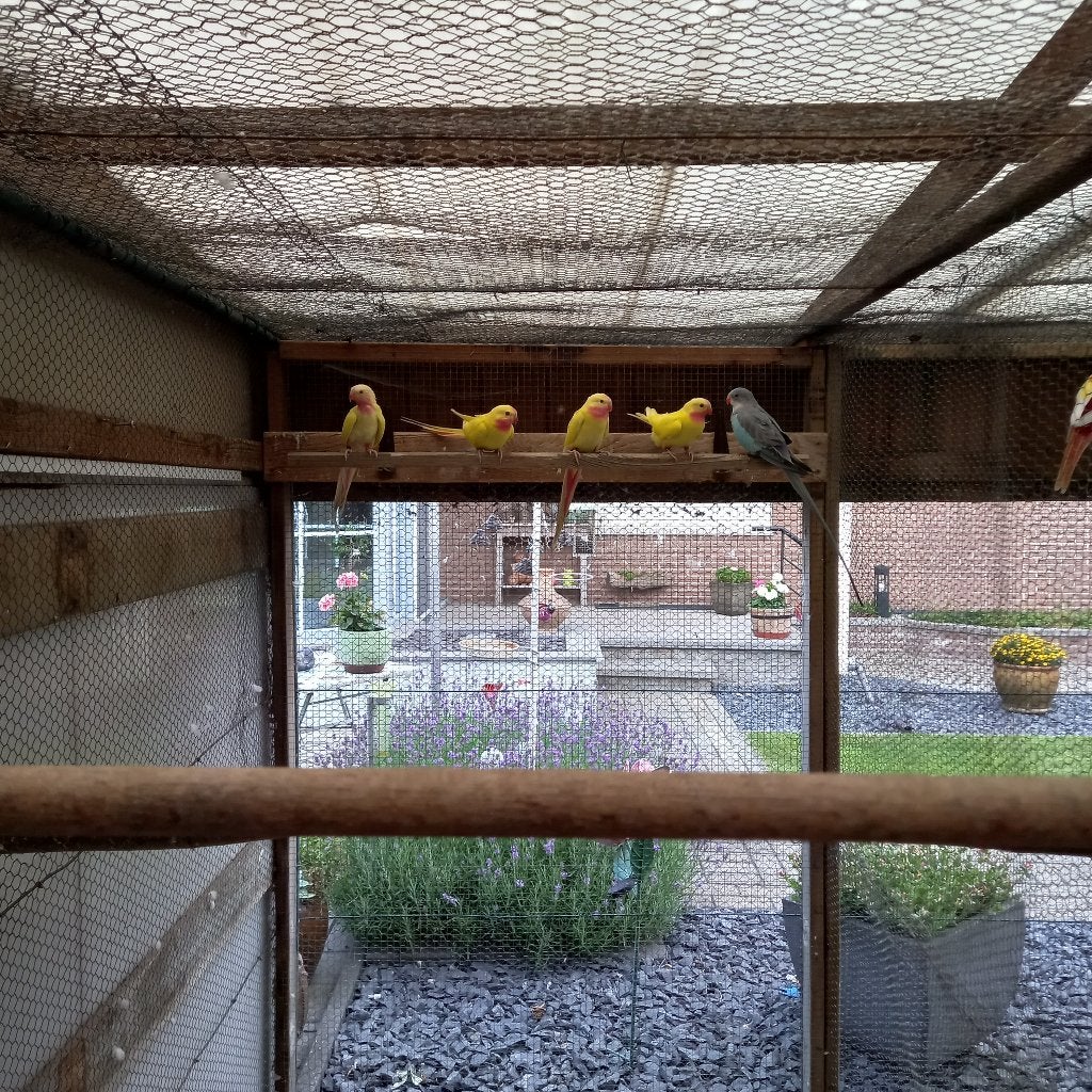Prinses van Wales, Dieren en Toebehoren, Parkiet, Geringd
