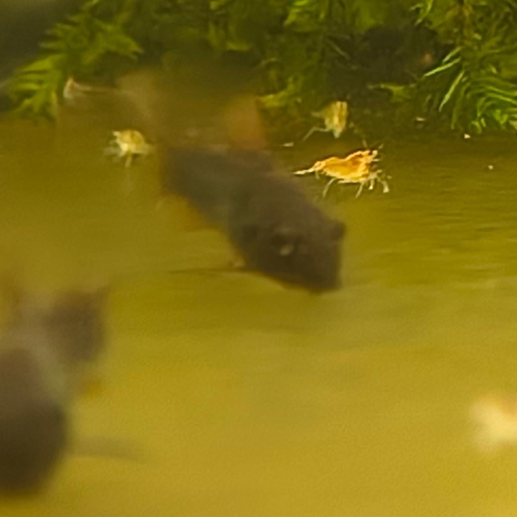 corydoras black Venezuela, Dieren en Toebehoren