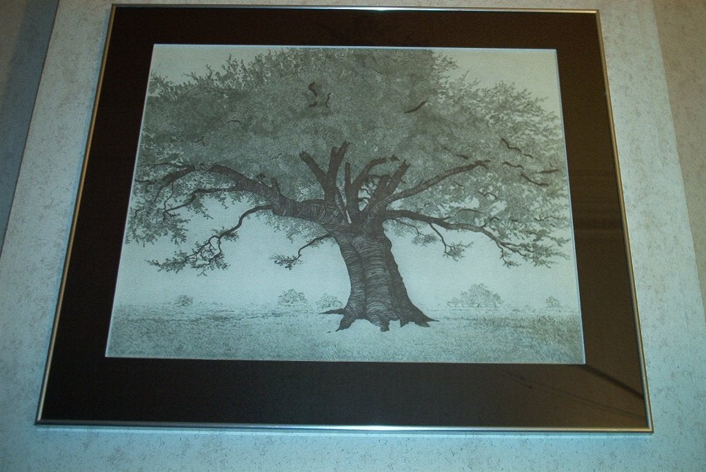 QUERCUS VIRGINIANA fusain sous cadre en verre, Enlèvement, Sous verre, Fleurs