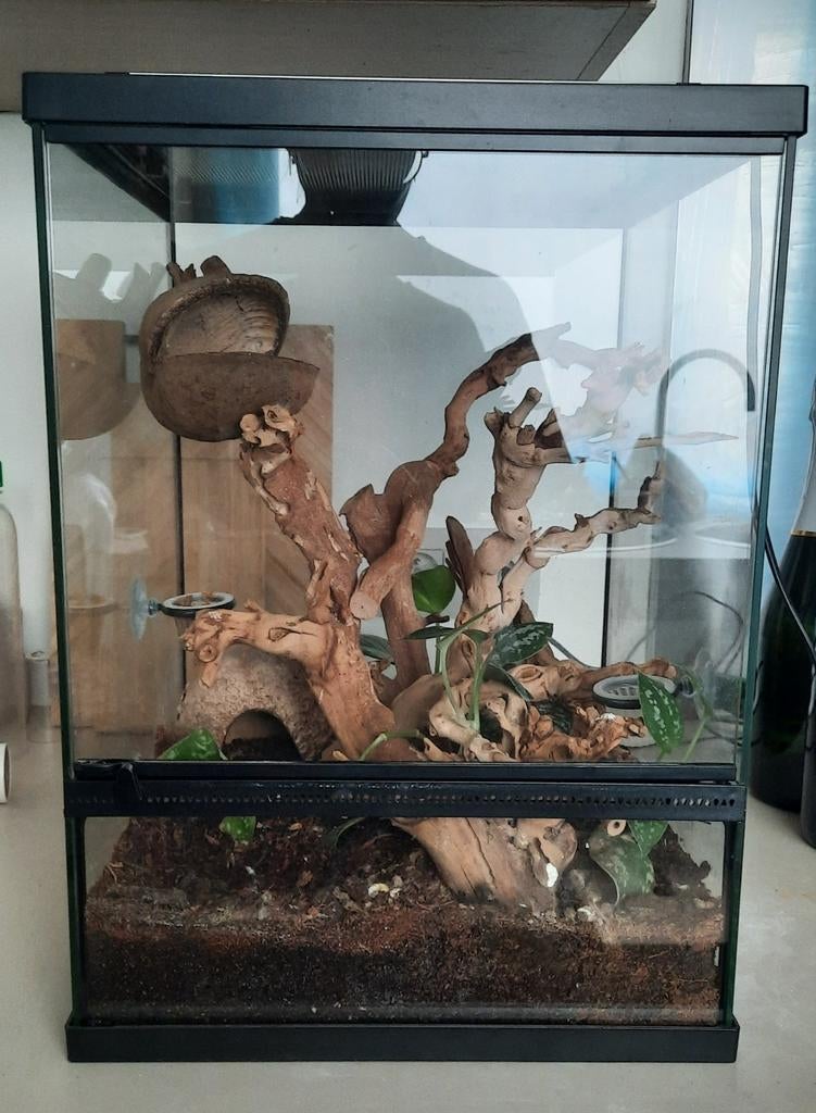 Terrarium Repto Terra, Dieren en Toebehoren, Ophalen