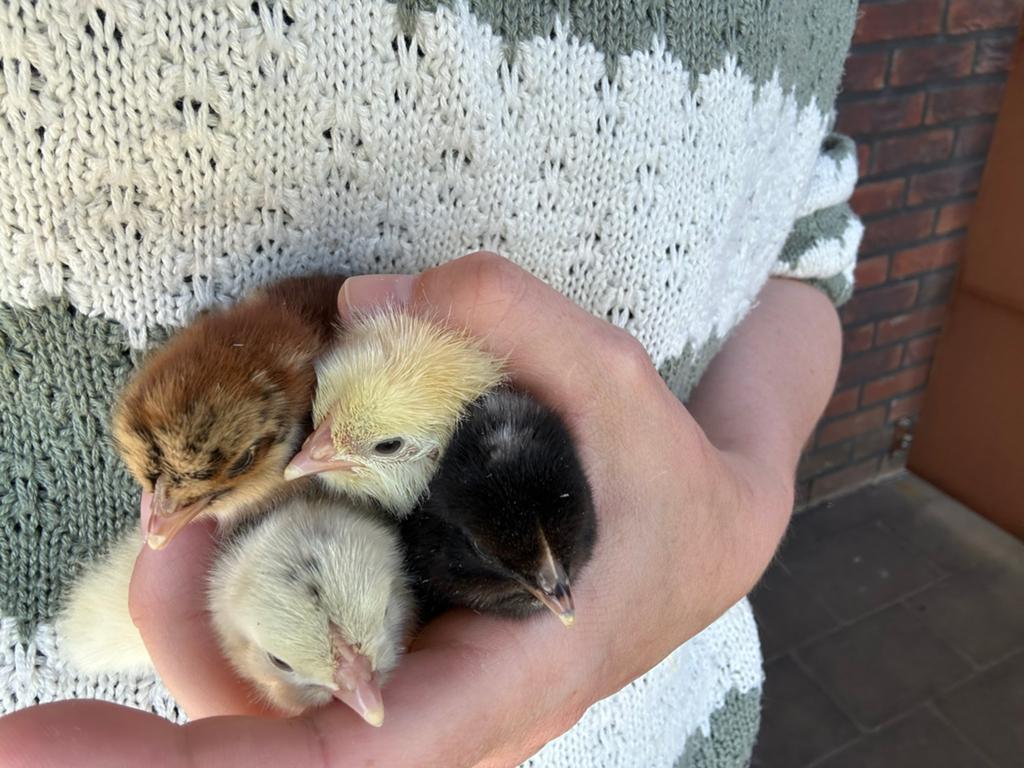 Kuikens allround rassen, ongesekst., Dieren en Toebehoren, Overige Dieren, Mei, Meerdere dieren