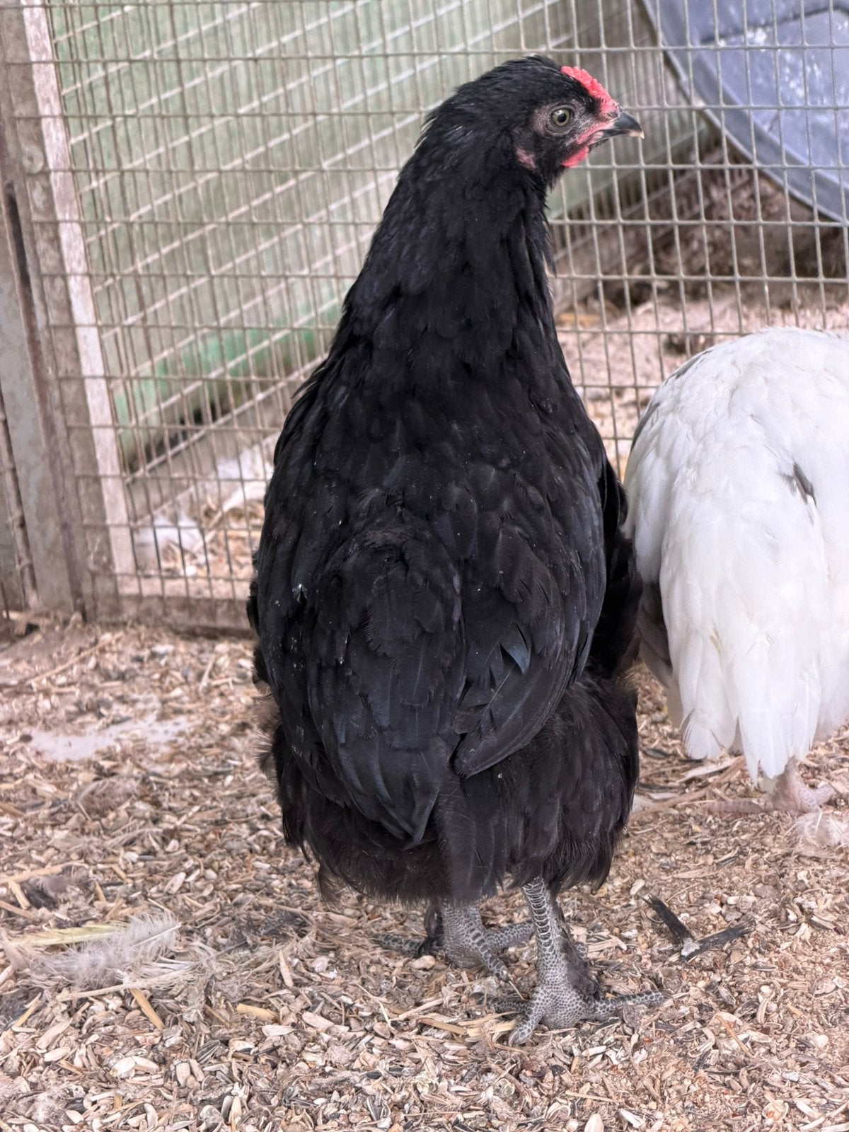 Jeune coq croise araucana et marans NCC