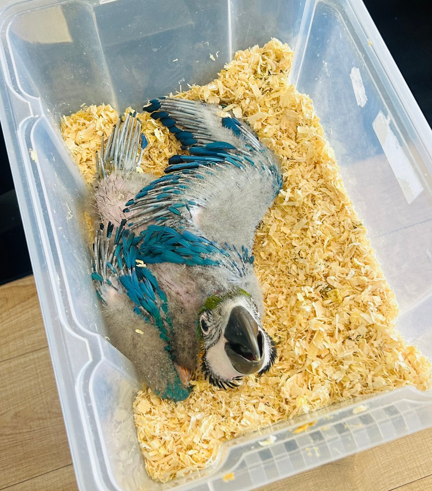 Handtamme jonge Ara Araruna ( blauwgele ara ) 6 weken oud, Sexe inconnu, Perroquet, Parleur