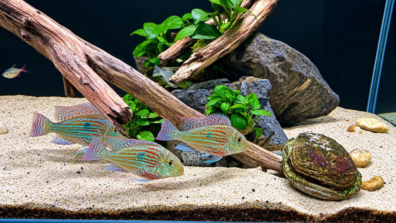 geophagus sveni 3stuks, Poisson, Poisson d'eau douce