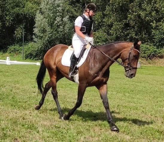 allround merrie, Dieren en Toebehoren, Paarden, Merrie, 7 tot 10 jaar, 160 tot 165 cm, Recreatiepaard