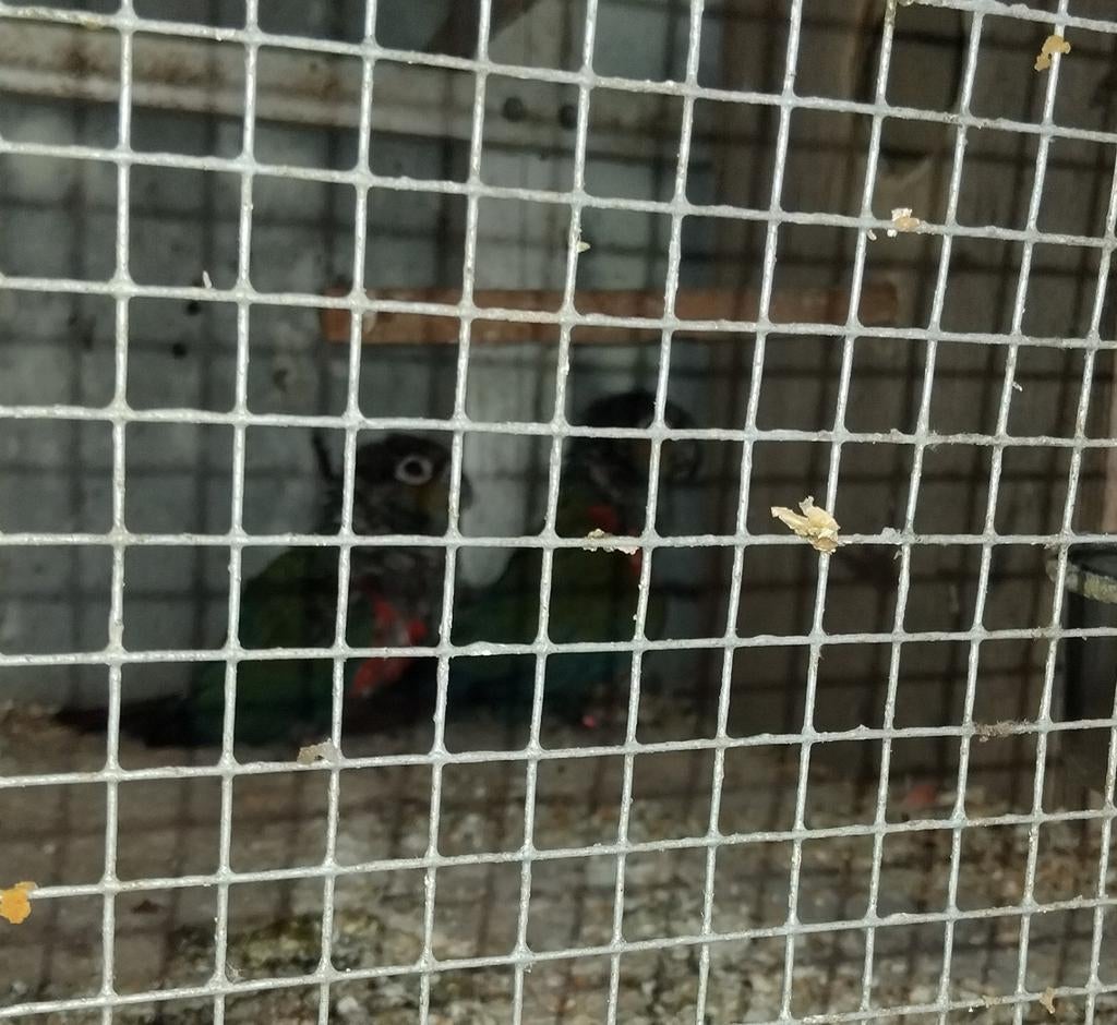 Koppel pyhrrura Perlata's, Dieren en Toebehoren