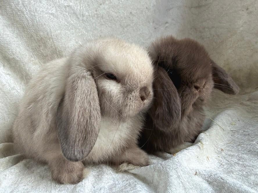 Buitengewoon mooi lief handtam koppeltje Minilop konijntjes, Plusieurs animaux, Petit, Oreilles tombantes, 0 à 2 ans