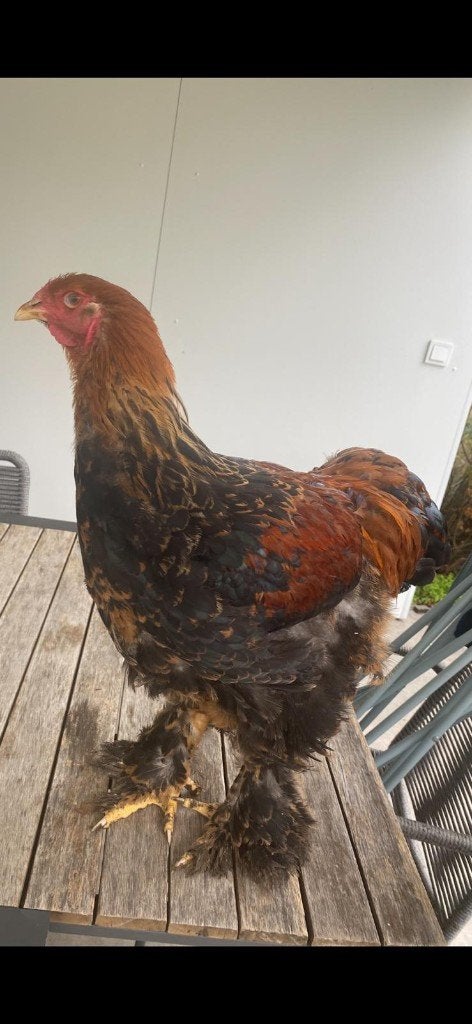 coq Brahma peut être adopté librement, Animaux & Accessoires, Mâle, Poule ou poulet