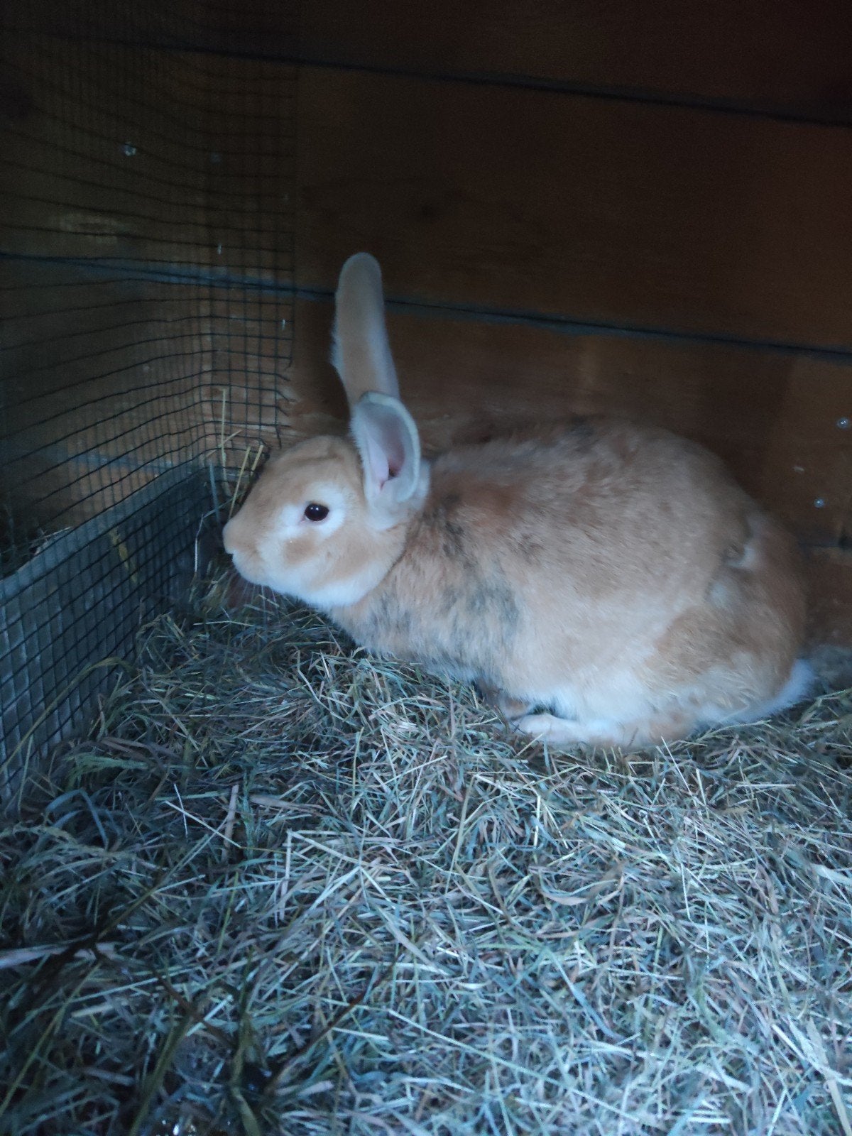 Konijn rammelaar, Dieren en Toebehoren