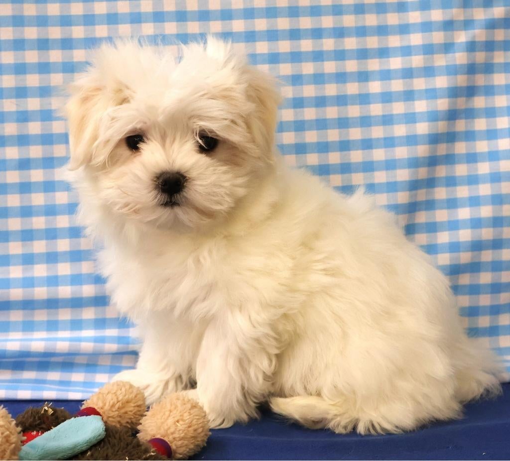 Des chiots maltais super mignons !, 15 semaines à 1 an, Étranger, Chien (mâle), Hépatite contagieuse (maladie de Rubarth)