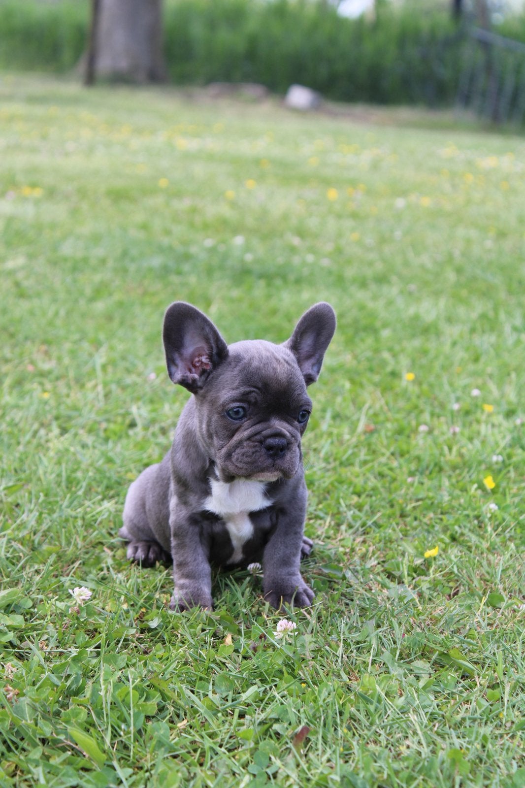 Franse Bulldog pups gezond gefokt met liefde opgevoed, Parvo, België, 8 tot 15 weken, Bulldog