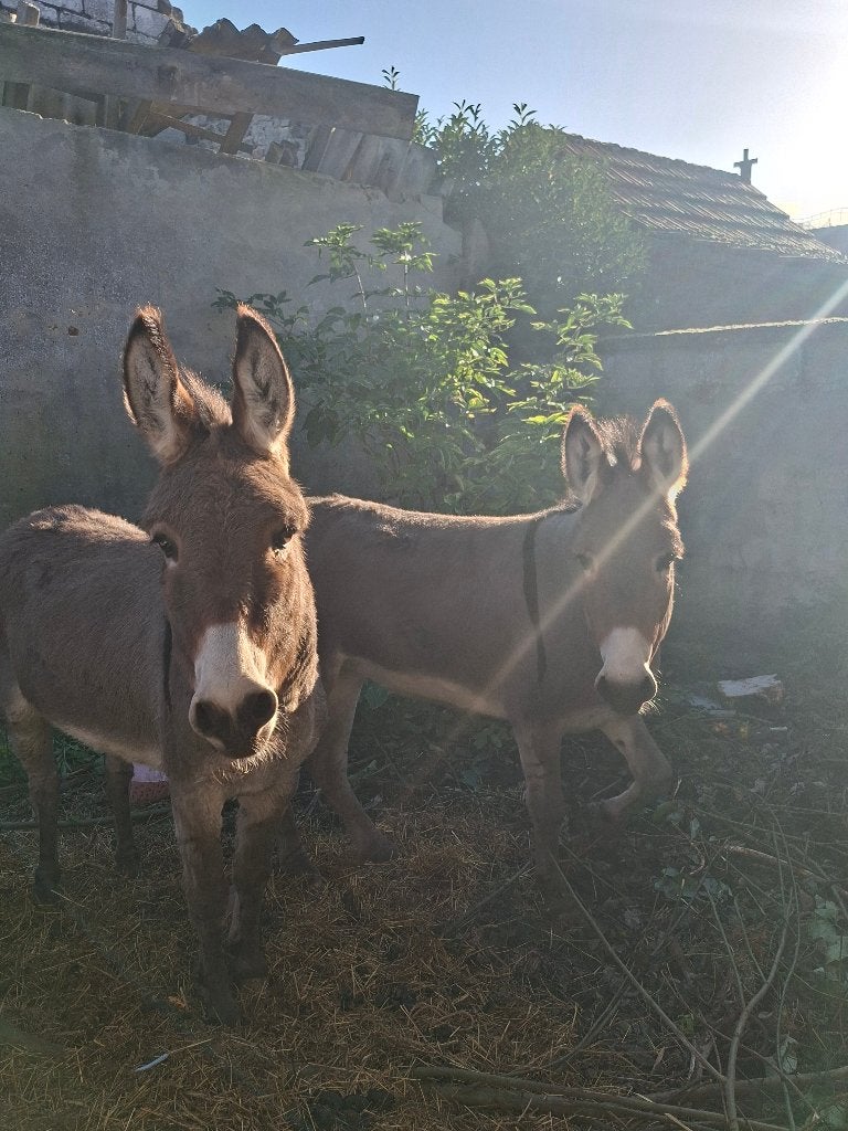 Ezels: 2 merries, Dieren en Toebehoren, Juli, Vrouwelijk