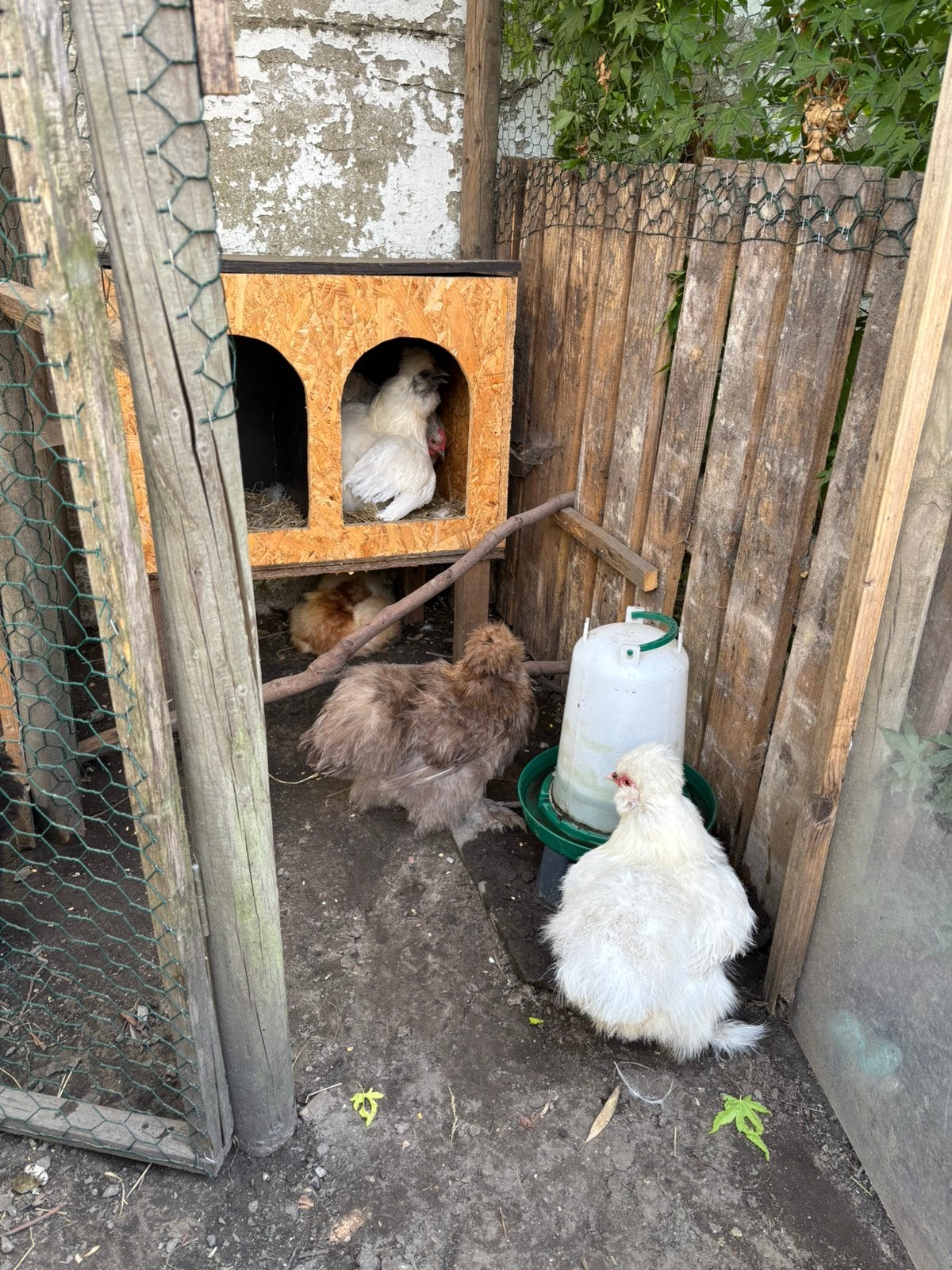 6 poules, Animaux & Accessoires