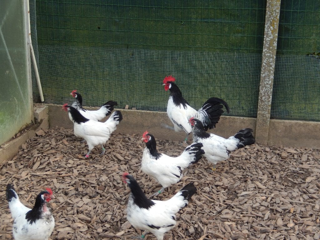 Broedeieren van kippen lakenvelder., Dieren en Toebehoren, Kip
