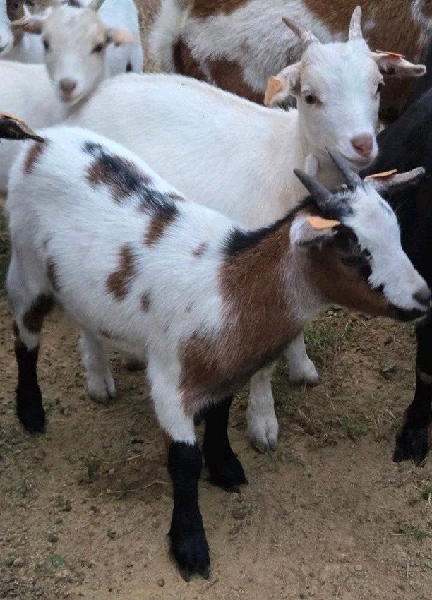 dwerggeitlammetjes miekes, gecastreerde bokjes, Dieren en Toebehoren, Meerdere dieren, Geit, 0 tot 2 jaar
