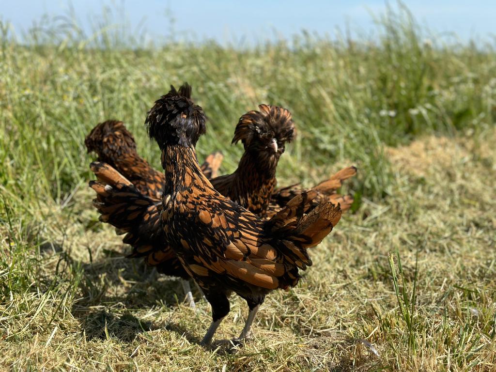 Jonge tamme Padua kriel kippen goudzwart gesekst en ingeënt, Dieren en Toebehoren, Pluimvee, Vrouwelijk, Kip