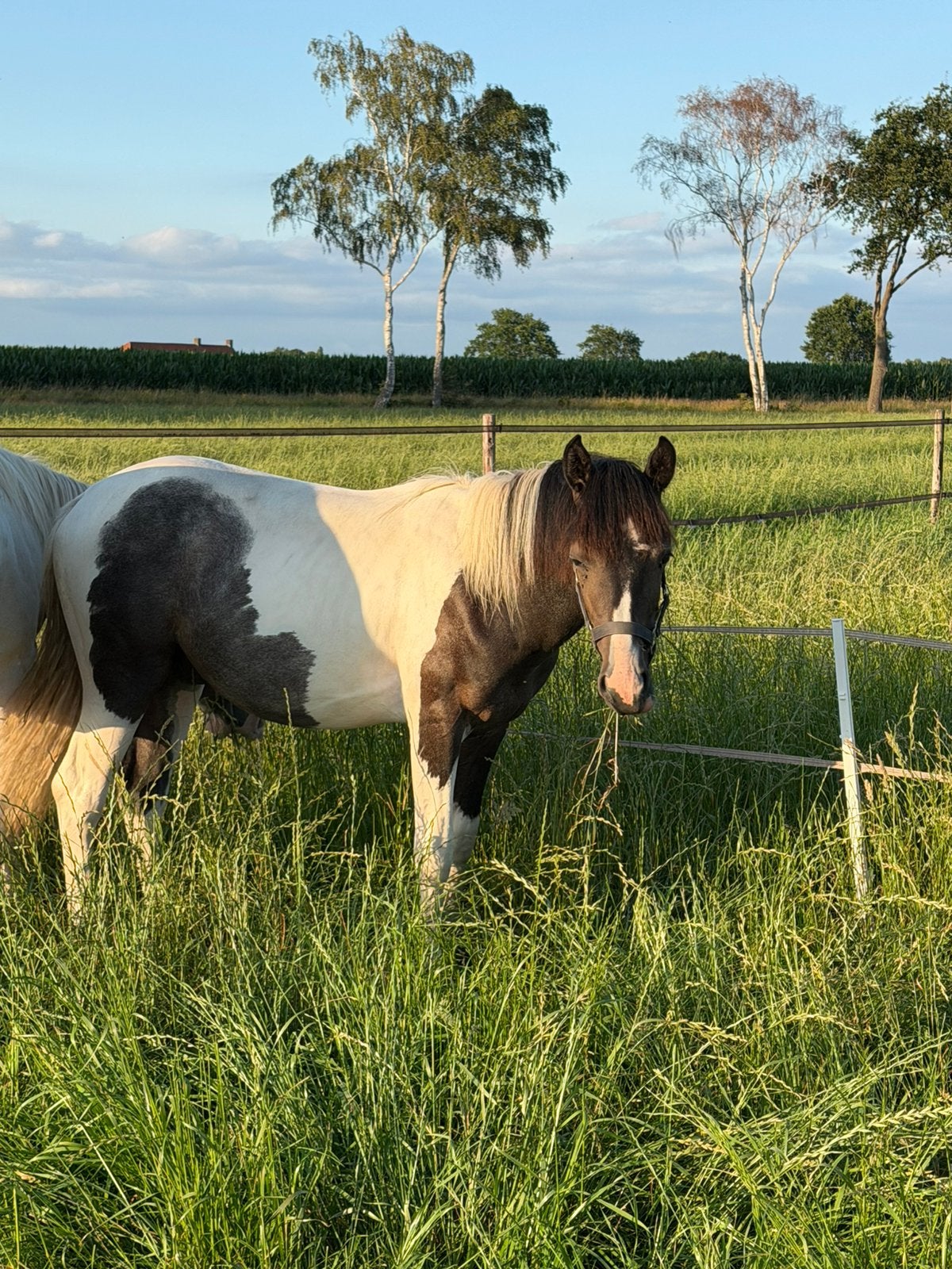 Zwart bont barock pinto jaarling hengst, Dieren en Toebehoren, Hengst, 0 tot 2 jaar