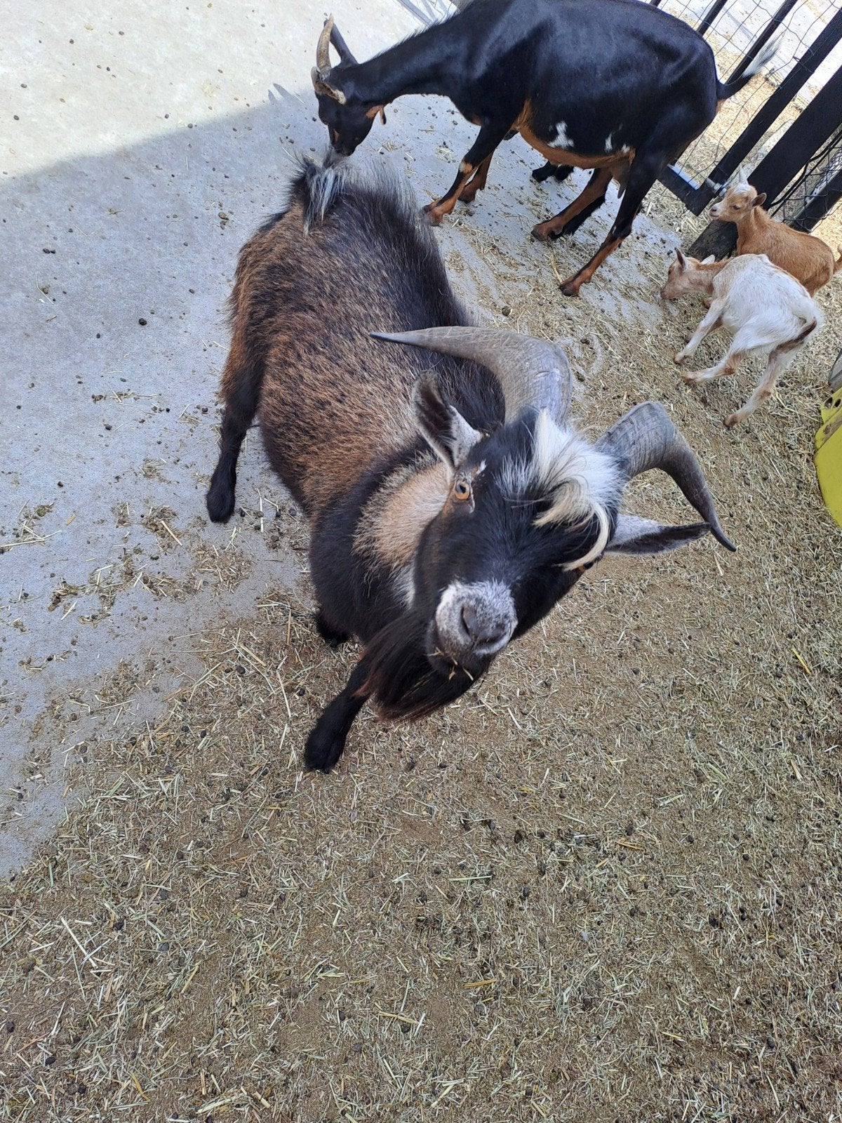 BOK WILLY 2 JAAR OUD