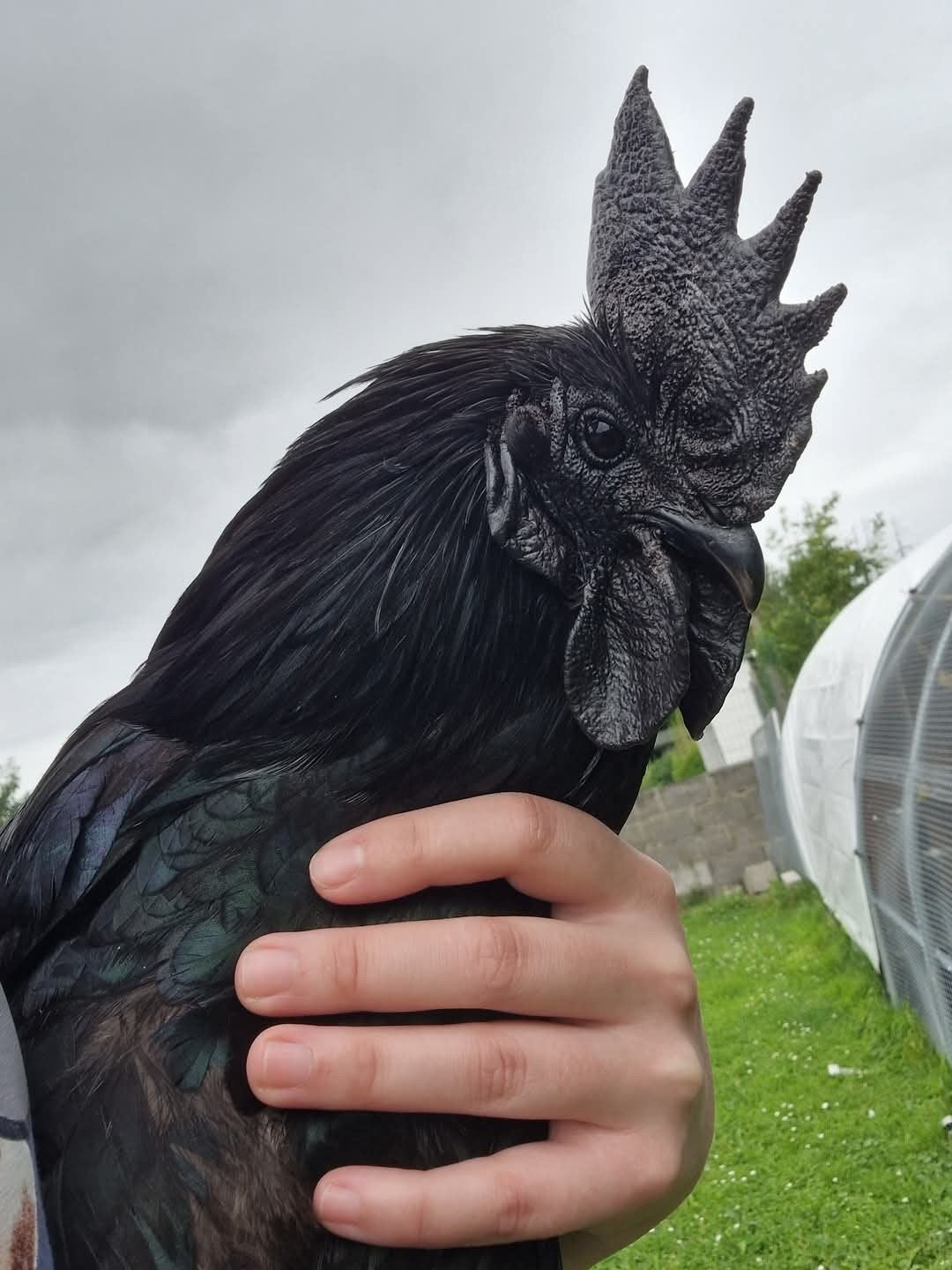 ayam cemani coq