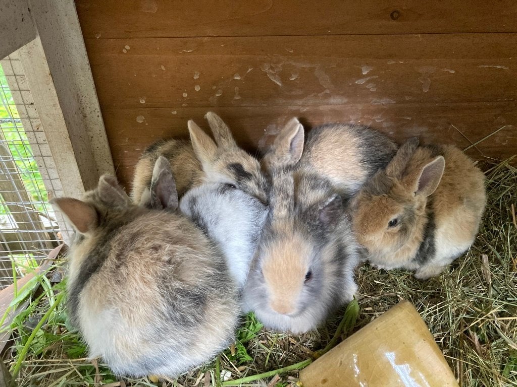 7 megaschattige dwergkonijntjes, Dieren en Toebehoren, Konijnen, Meerdere dieren, Dwerg, 0 tot 2 jaar