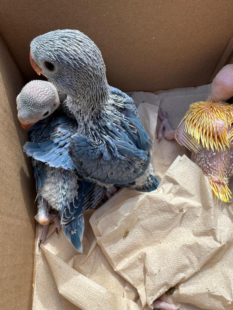 Handtamme halsbandparkieten, kleuren violet en geel!, Animaux & Accessoires, Oiseaux | Perruches & Perroquets, Domestique