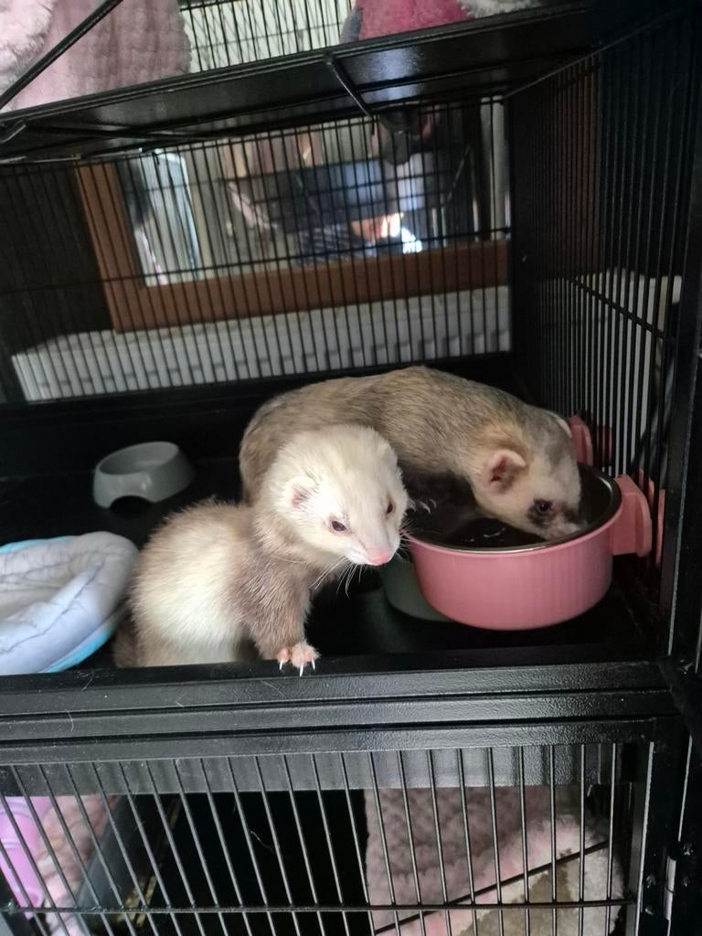 Fretten te koop met luxe kooi en alle toebehoren, Dieren en Toebehoren, Maart, Fret