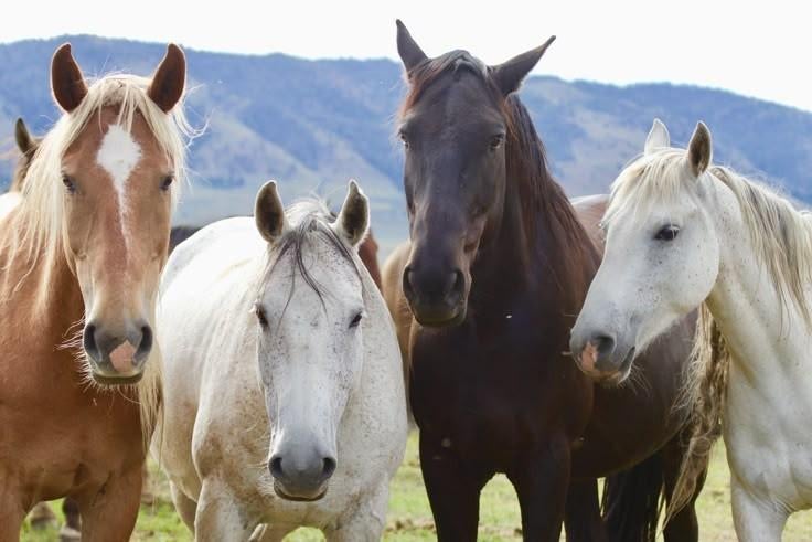 Paard gezocht, Dieren en Toebehoren, Paarden, Ruin, Zadelmak, 3 tot 6 jaar, Ontwormd