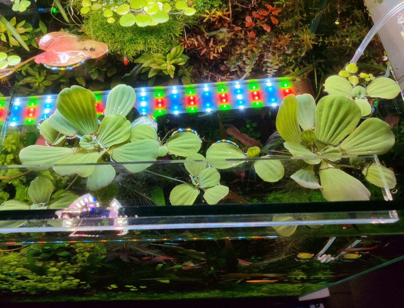 Lentilles d'eau / plantes flottantes aquarium, Animaux & Accessoires, Enlèvement