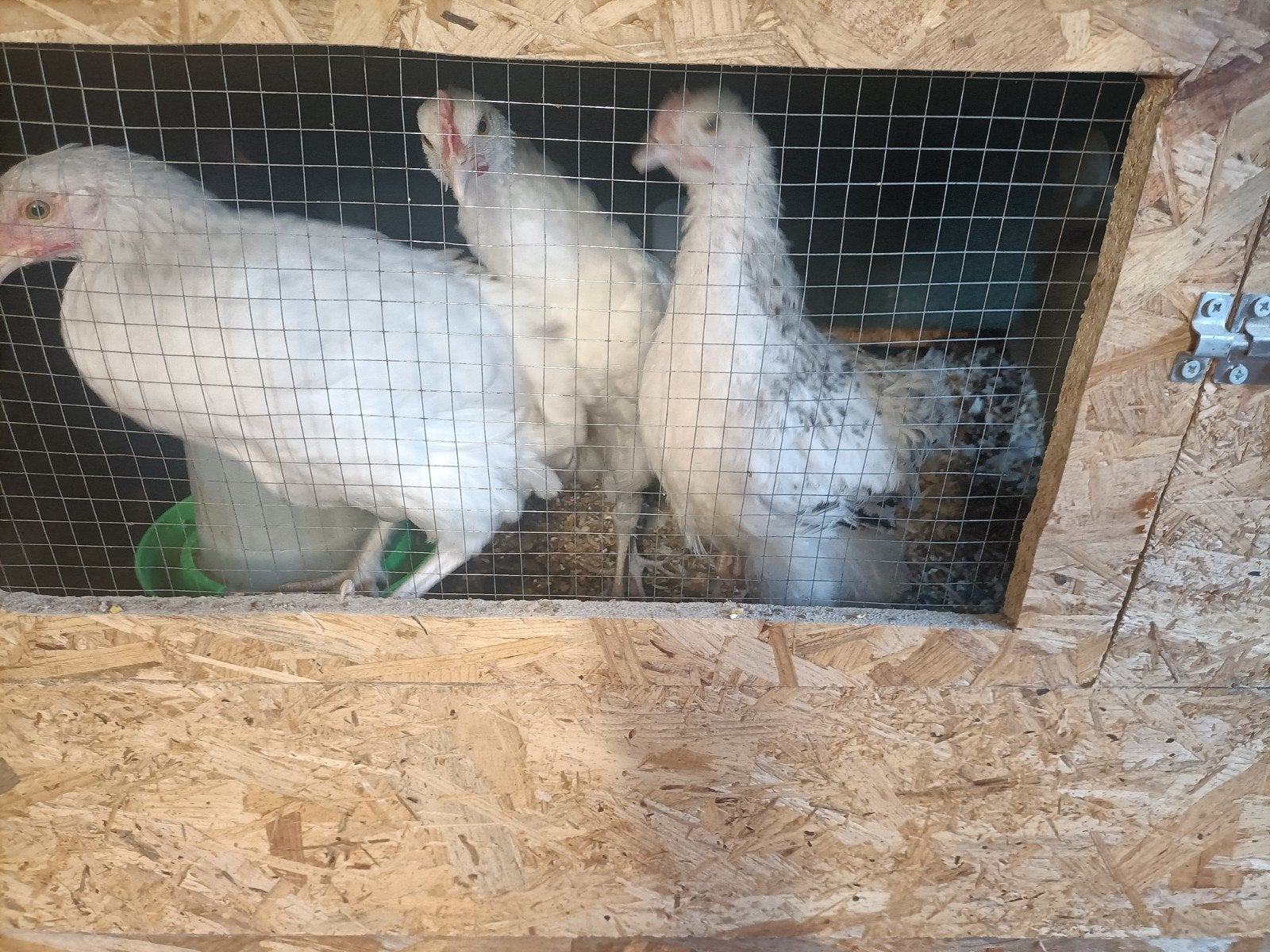 hanen/ hennen, Dieren en Toebehoren, Pluimvee