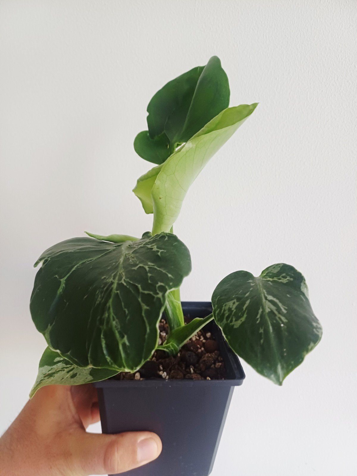 Monstera Deliciosa Bulbasaur, Autres espèces, En pot, Enlèvement ou Envoi, Moins de 100 cm