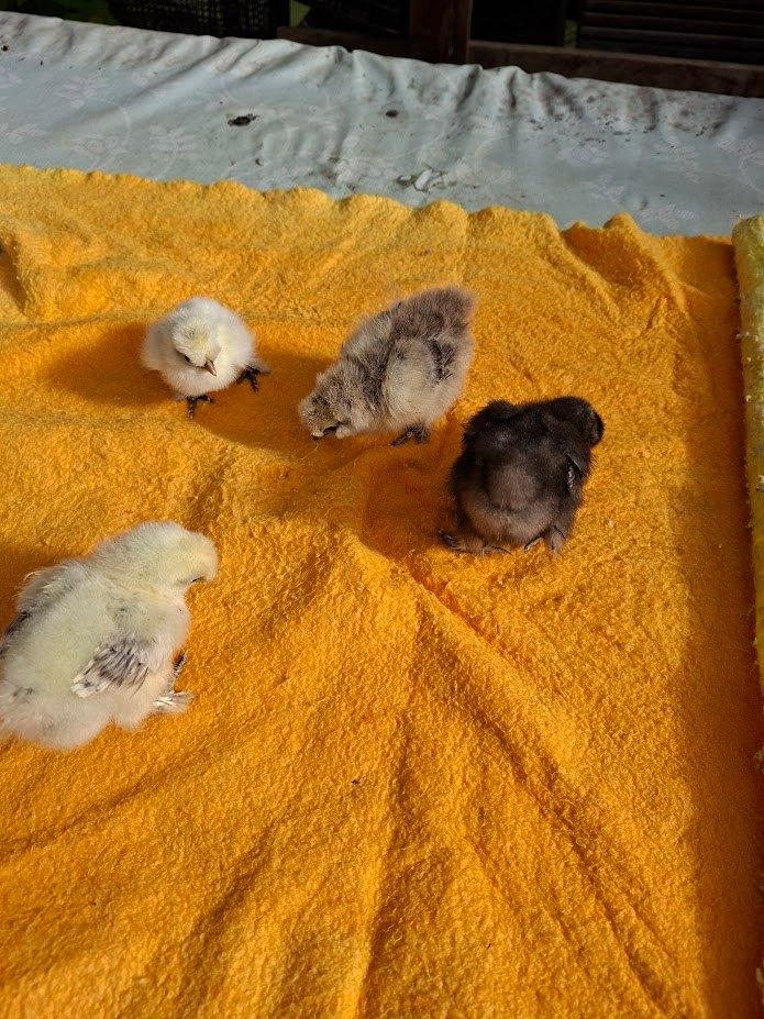 poussins de volaille à soie, Animaux & Accessoires, Sexe inconnu, Poule ou poulet